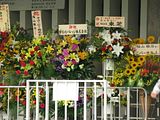Budokan flowers 2