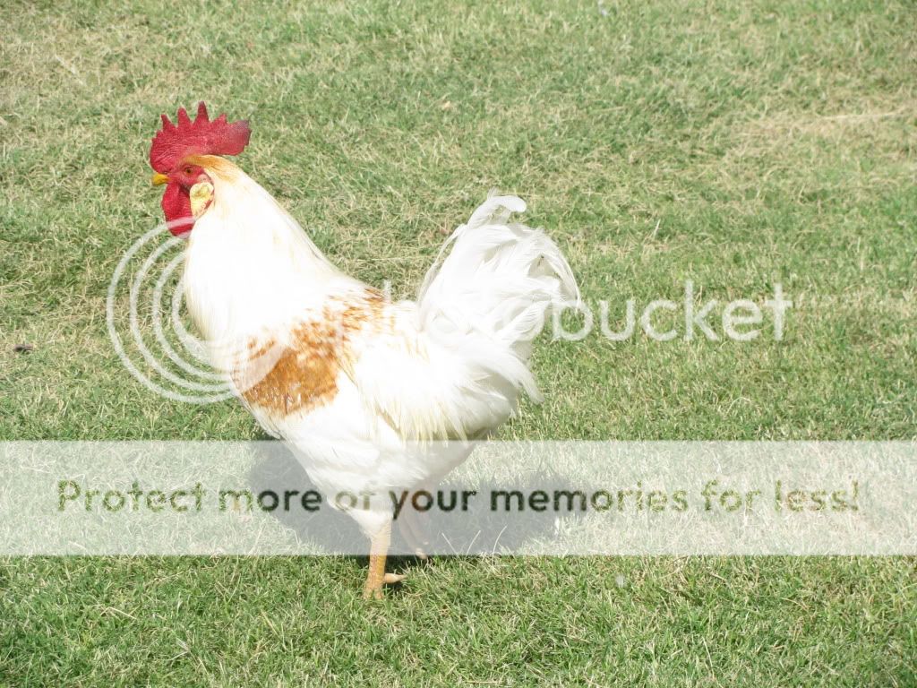 Leghorn/Rhode Island Red cross? BackYard Chickens Learn How to Raise Chickens