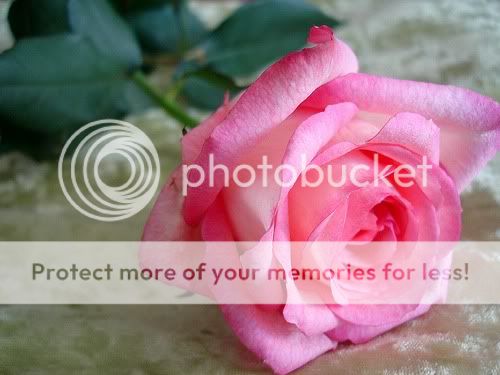 rose photo: Rose lindarosa.jpg