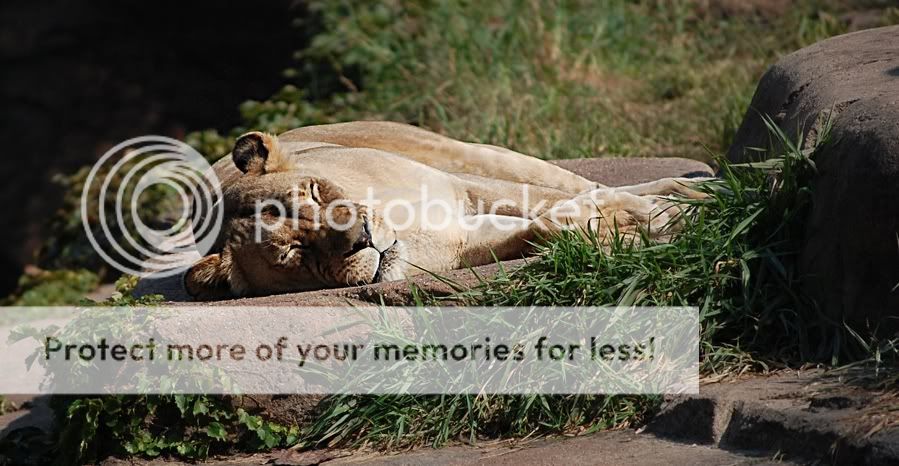 IMAGE: http://i683.photobucket.com/albums/vv192/crystalmrphotos/255.jpg