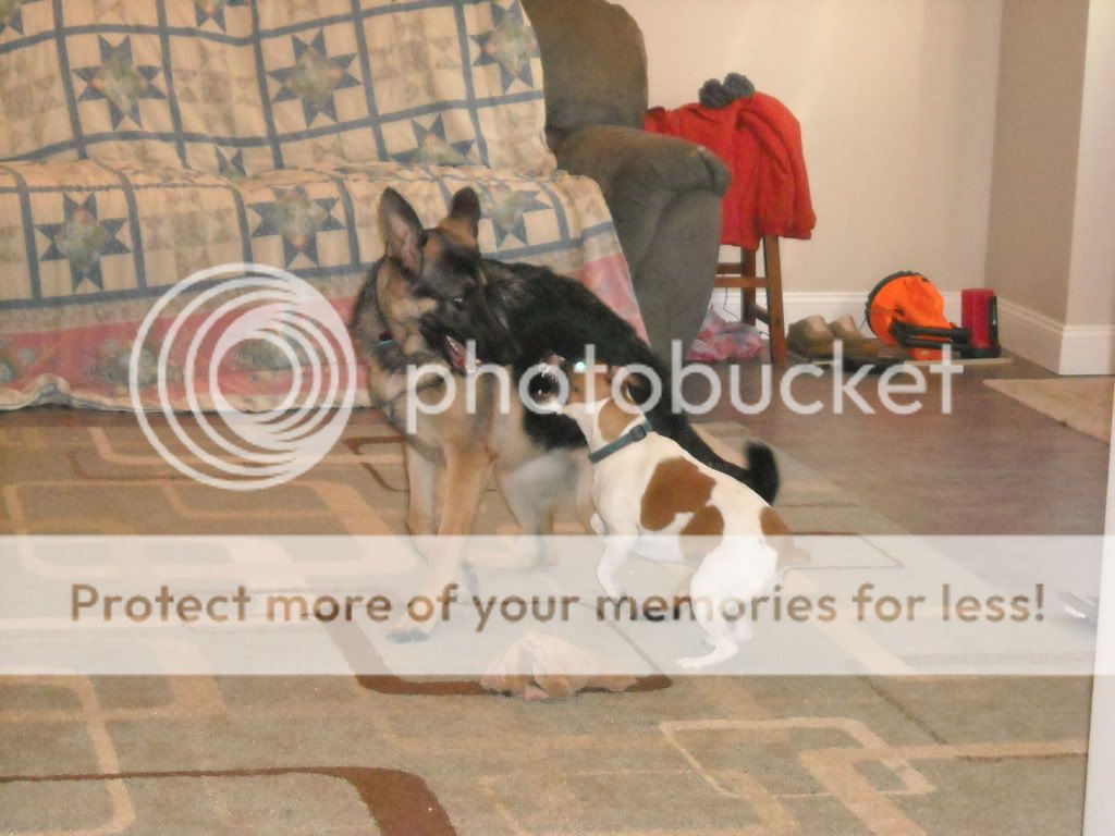 Say cheese... German Shepherds Forum