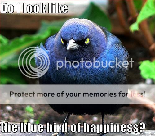 BlueBird.jpg