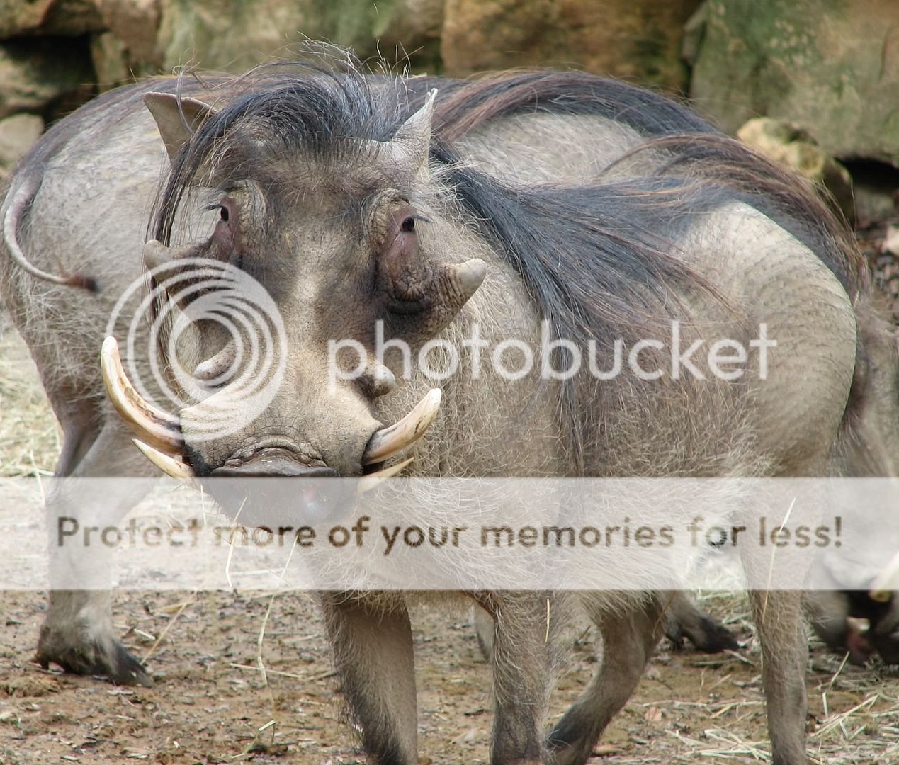 Warthog_Face_001.jpg