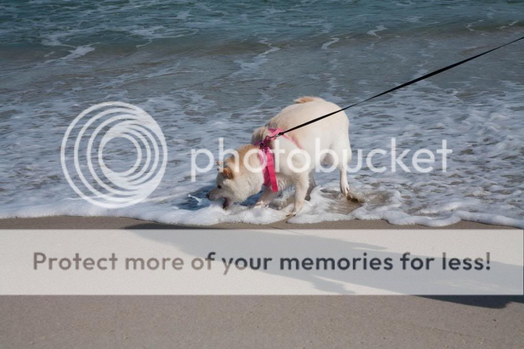 IMAGE: http://i683.photobucket.com/albums/vv199/07white450r/_MG_0046_zps1b928e77.jpg