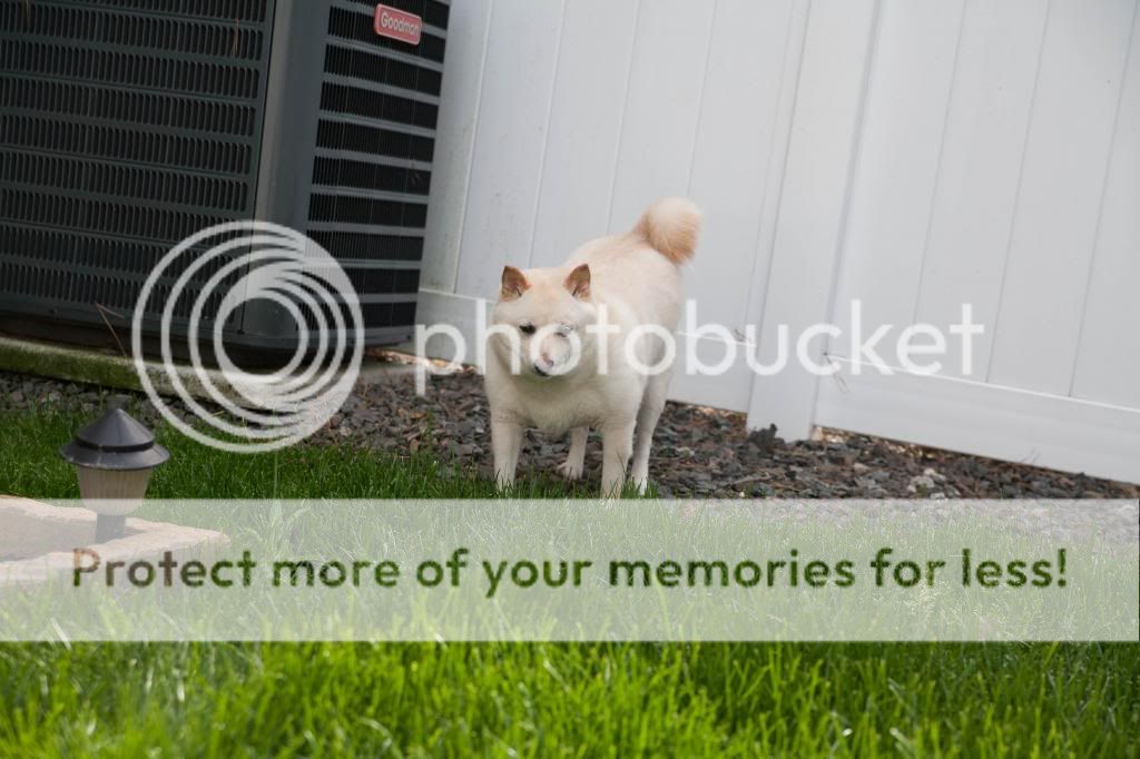 IMAGE: http://i683.photobucket.com/albums/vv199/07white450r/_MG_0049_zps23ef592b.jpg