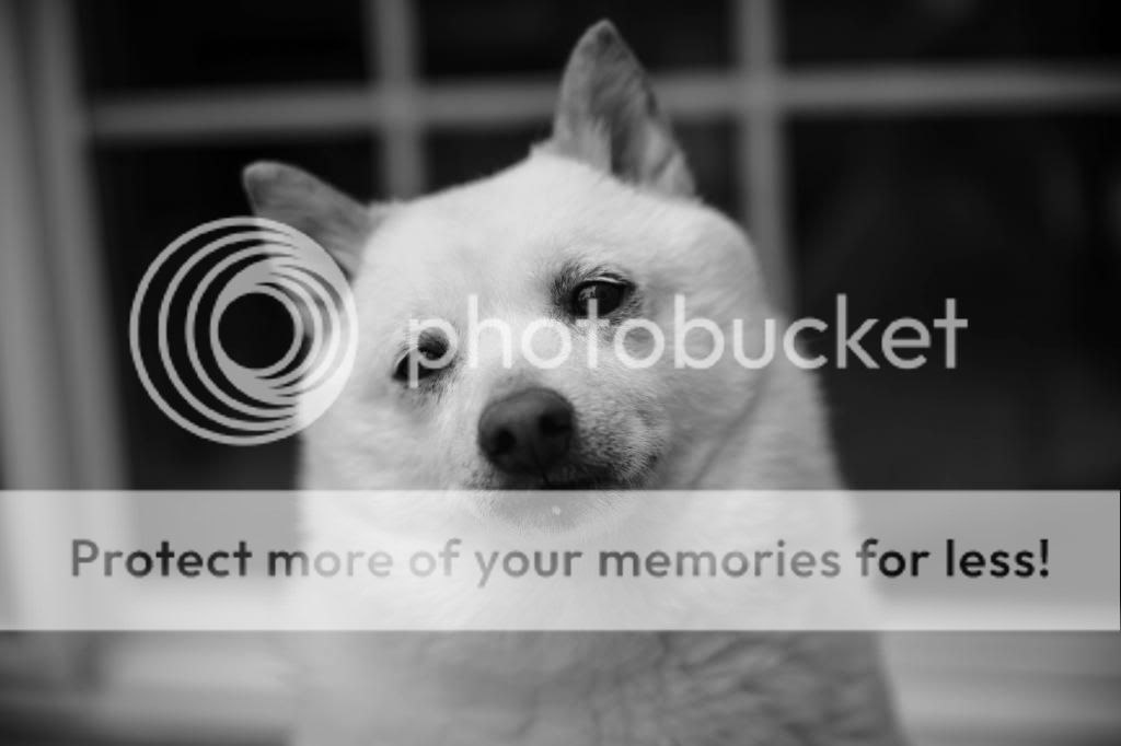 IMAGE: http://i683.photobucket.com/albums/vv199/07white450r/_MG_0052_zpseb95c591.jpg