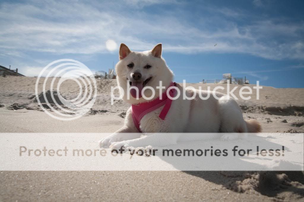 IMAGE: http://i683.photobucket.com/albums/vv199/07white450r/_MG_0084-Edit_zps0bd9edb4.jpg