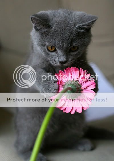 animals_flowers202Gary.jpg