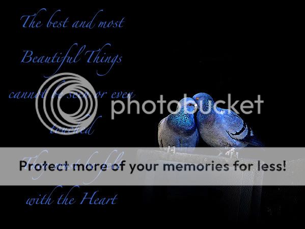 love-picture-blue-pigeons-Darco--1.jpg