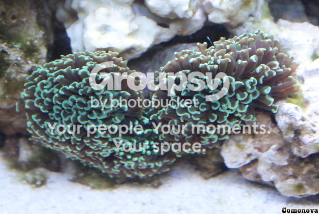 [TodoMarino.com] N e x o d o s - R E E F  ◄► Red Sea Max  130D