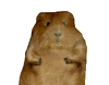 dancingpiggie.gif