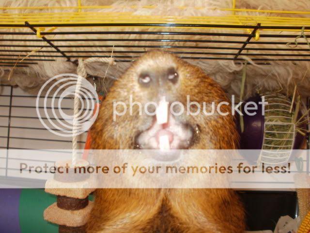 smilingmontgomery003.jpg