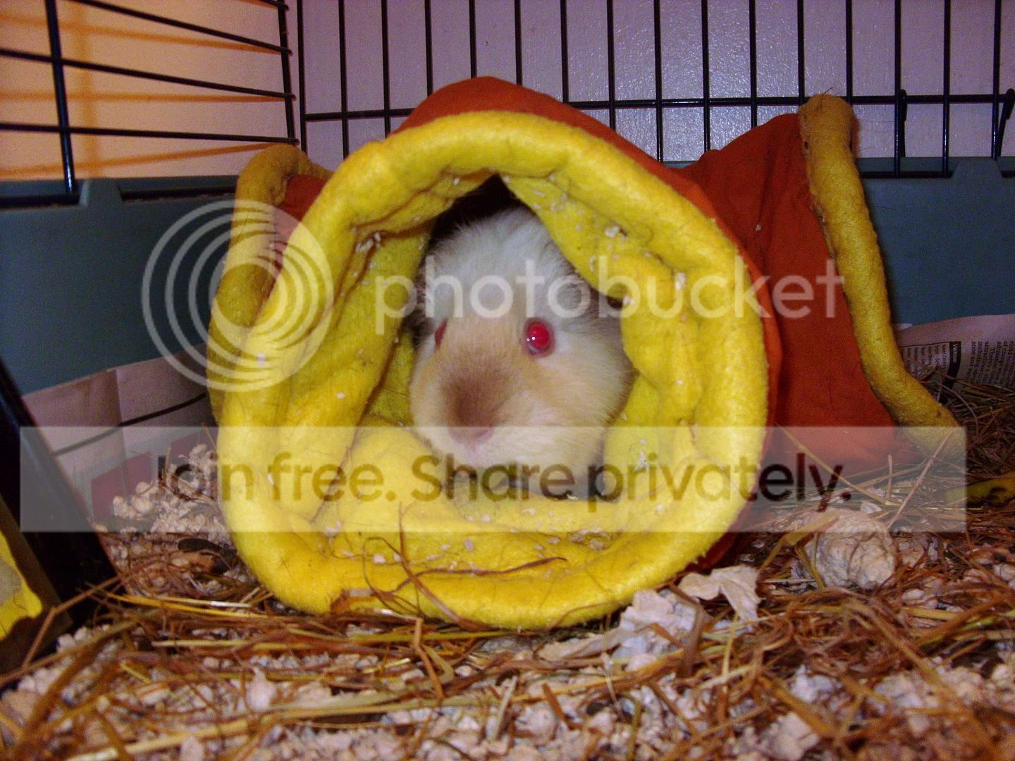 Morepiggies007.jpg