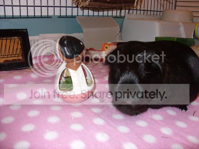 Pinkfleece126.jpg