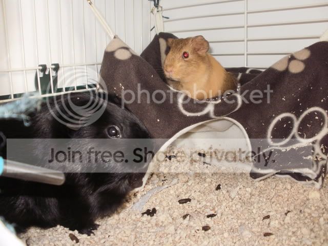 Sabeenehavingfun005.jpg