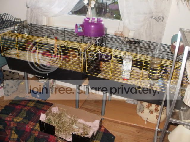 cages002.jpg