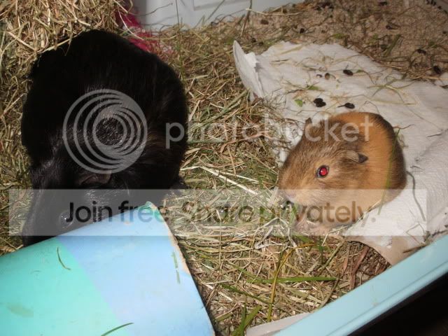 comfypiggies006.jpg