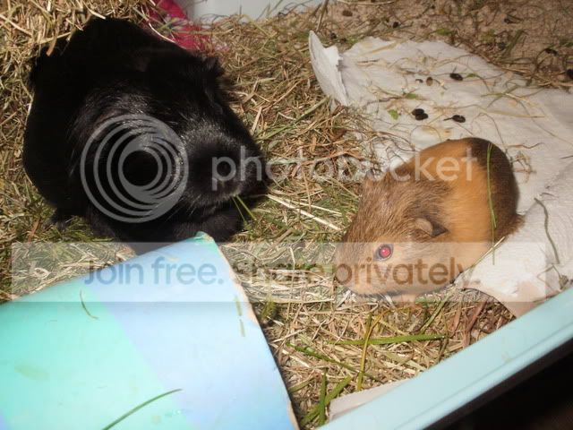 comfypiggies007.jpg