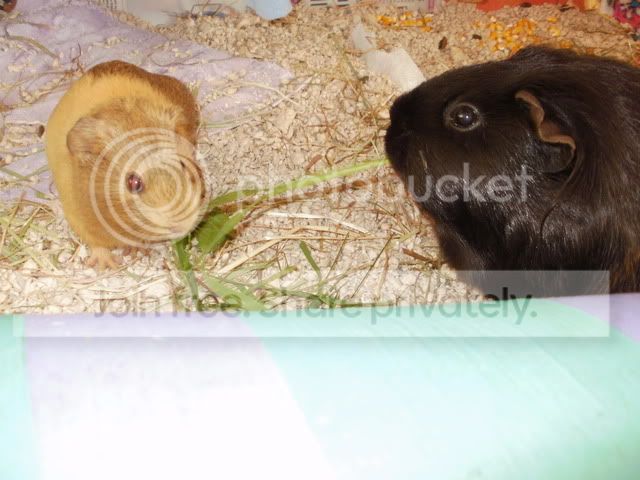 comfypiggies012.jpg