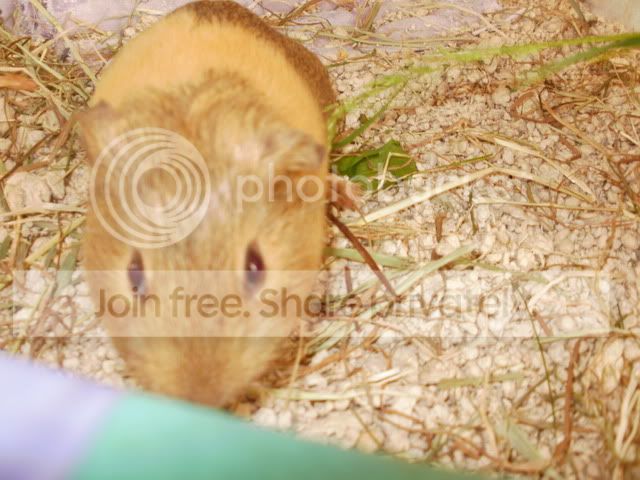 comfypiggies013.jpg