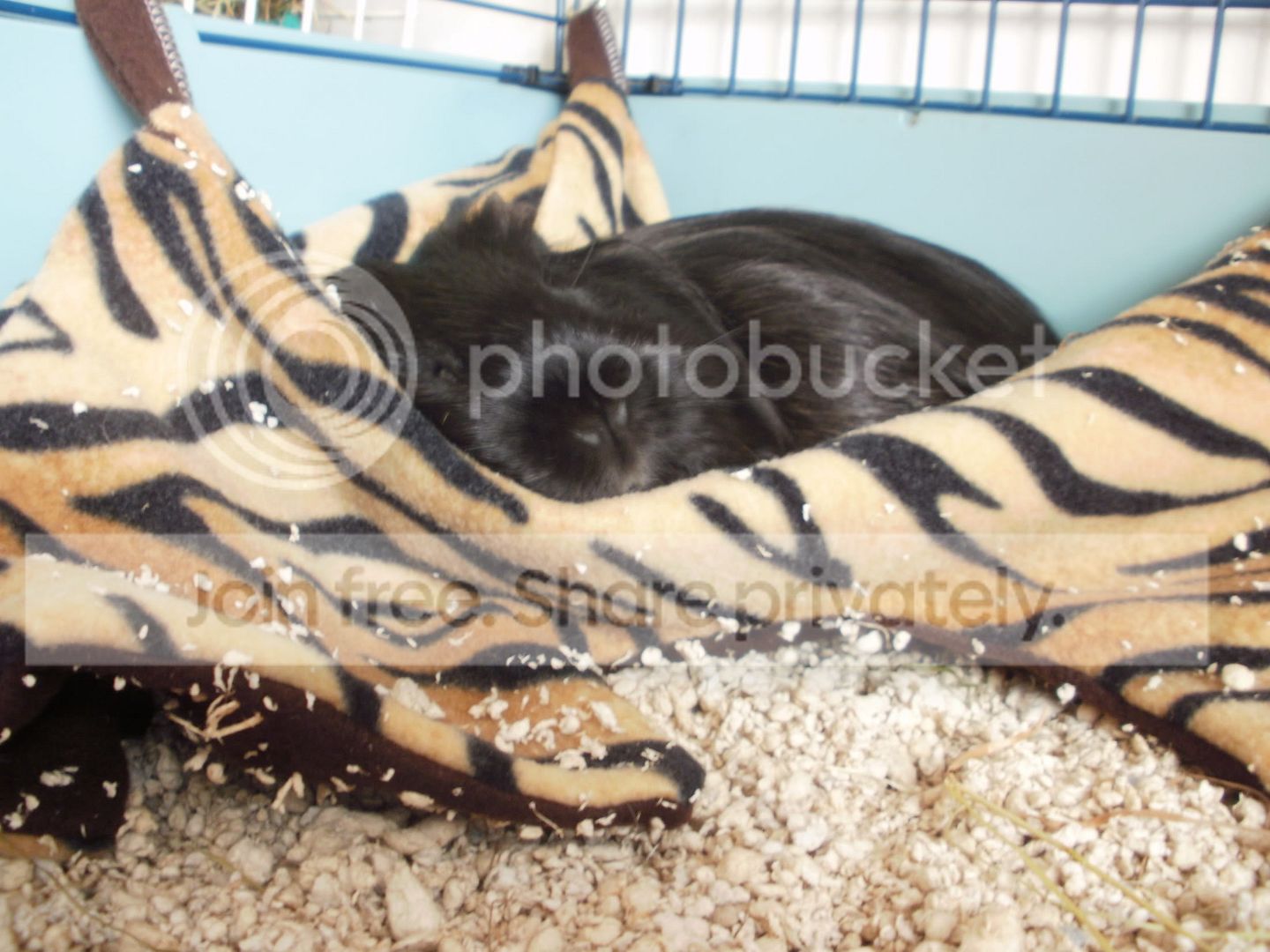 comfypiggies015.jpg