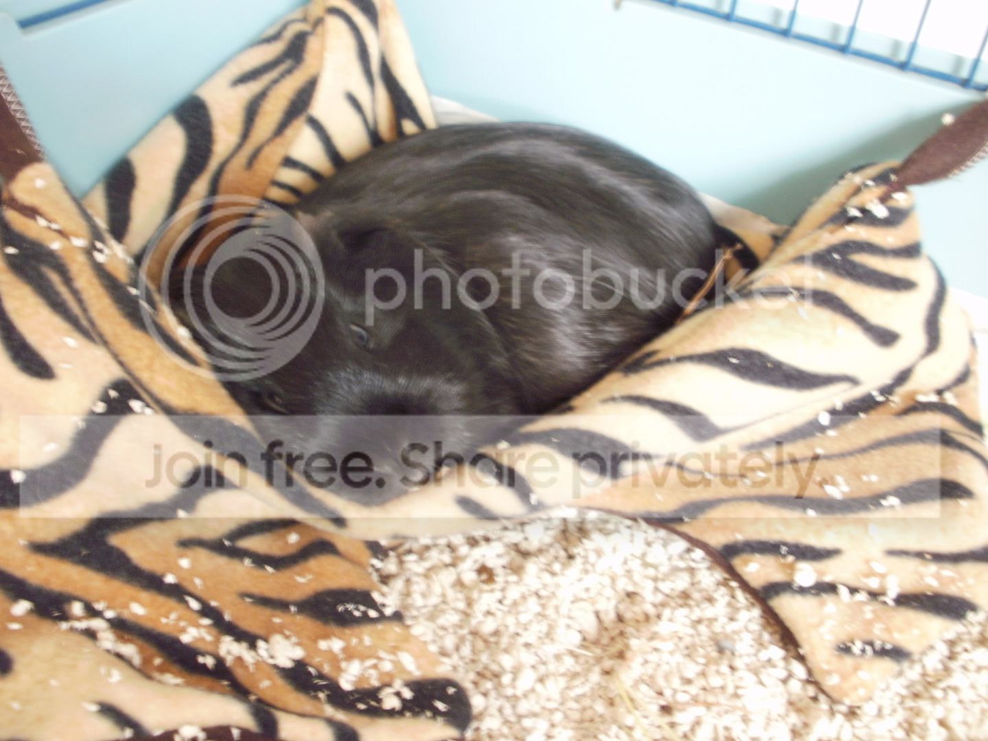 comfypiggies016.jpg