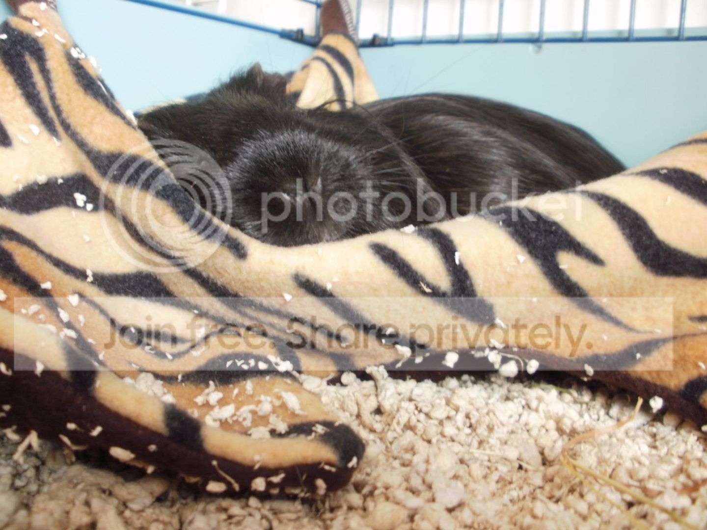 comfypiggies017.jpg