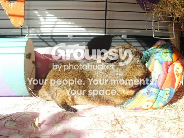 sleepymontgomery001.jpg