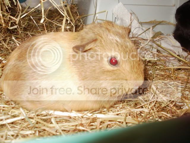 sleepypigguns007.jpg