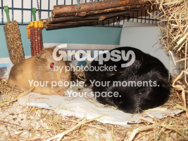 sleepypigguns011.jpg