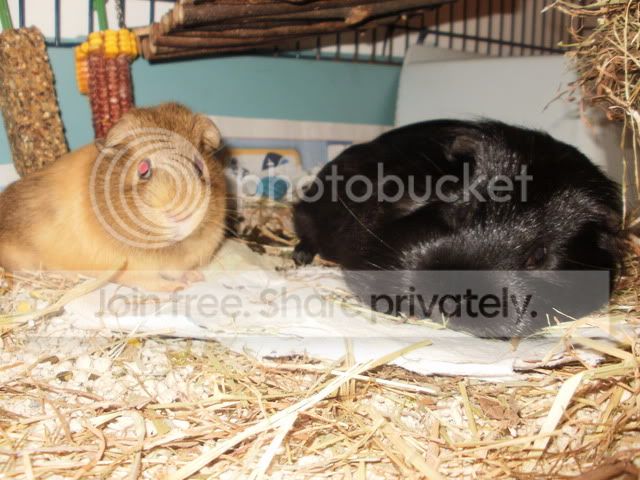 sleepypigguns012.jpg