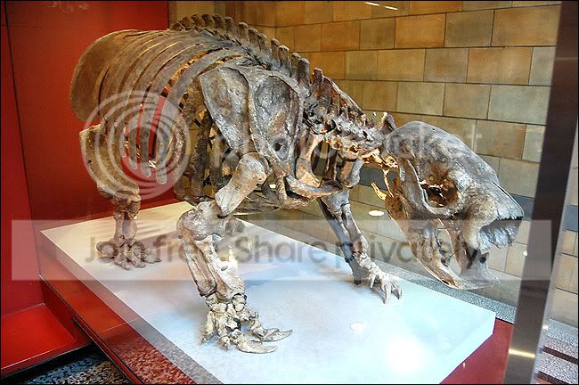 约1万年前灭绝的大地懒(giant ground sloth),一种产于中南美洲的食